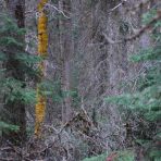  Yellow Tree in the Forrest, Canada 2007